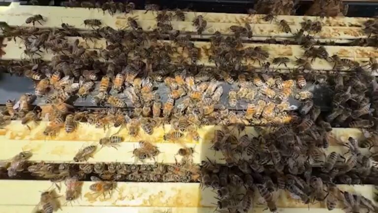 Incendio en Hemet destruye millones de abejas y golpea a productores agrícolas en California