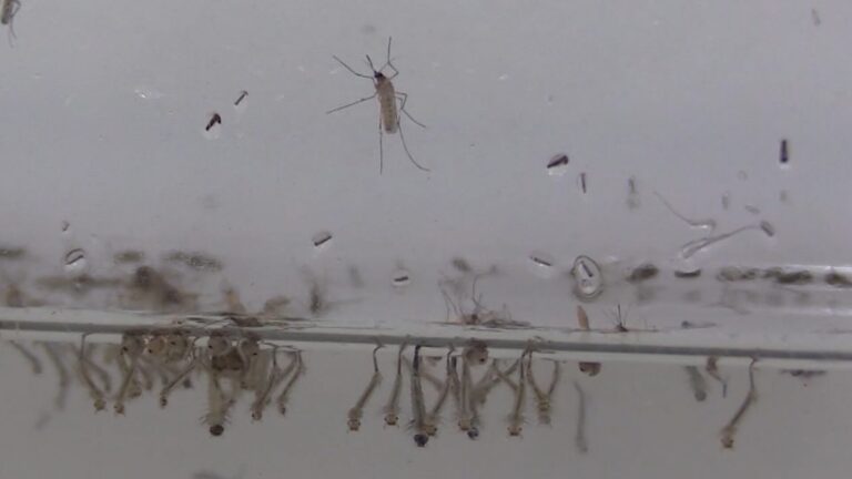 Detectan virus del Nilo Occidental en cuervos hallados en San Diego; intensifican vigilancia contra mosquitos