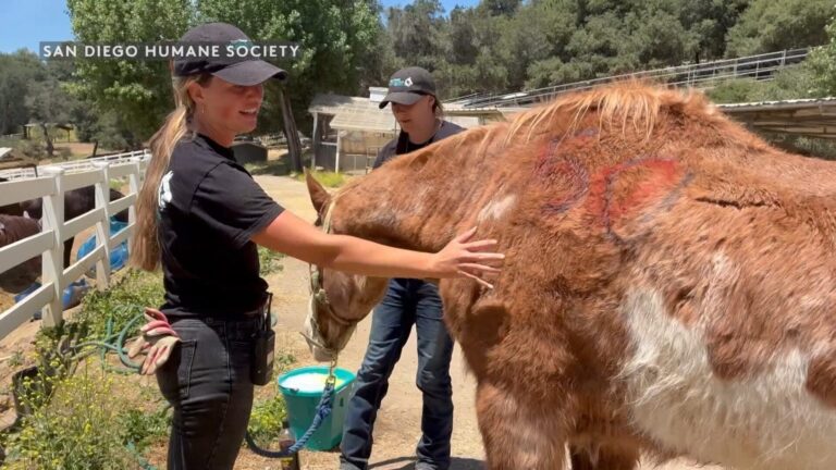 Avanza recuperación de animales rescatados en Julian; cientos ya encontraron un nuevo hogar