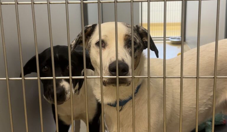 Propuesta en San Diego busca eliminar la renta mensual por mascotas