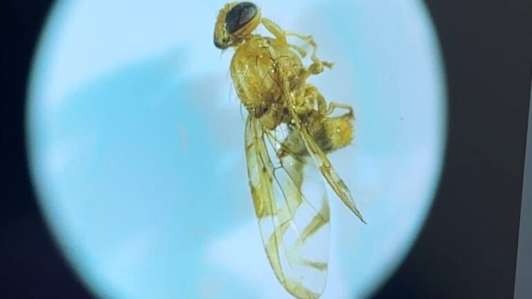 Se amplía cuarentena por mosca mexicana de la fruta en San Diego