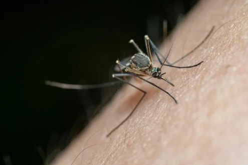 Virus del Nilo Occidental detectado en mosquitos de Las Vegas y Clark County activa alerta sanitaria