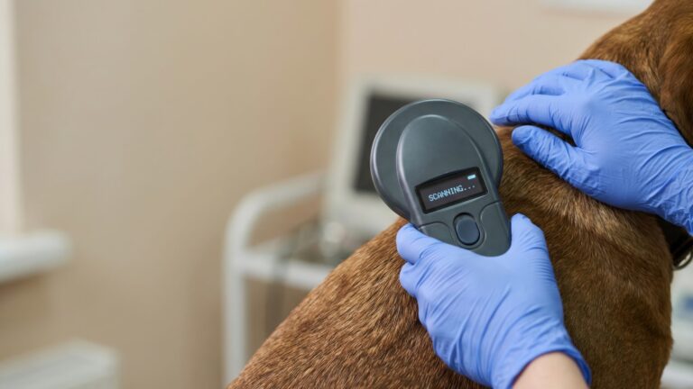 Sociedad Protectora de Animales de San Diego ofrece microchips gratuitos para proteger mascotas durante el 4 de julio