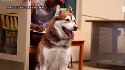 Más de 127 mascotas se extraviaron en San Diego tras las celebraciones del 4 de julio