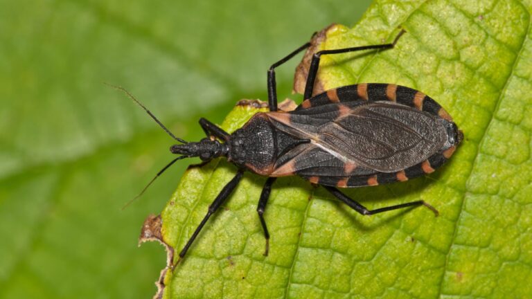 Condado de San Diego reporta primer caso de enfermedad de Chagas adquirido localmente