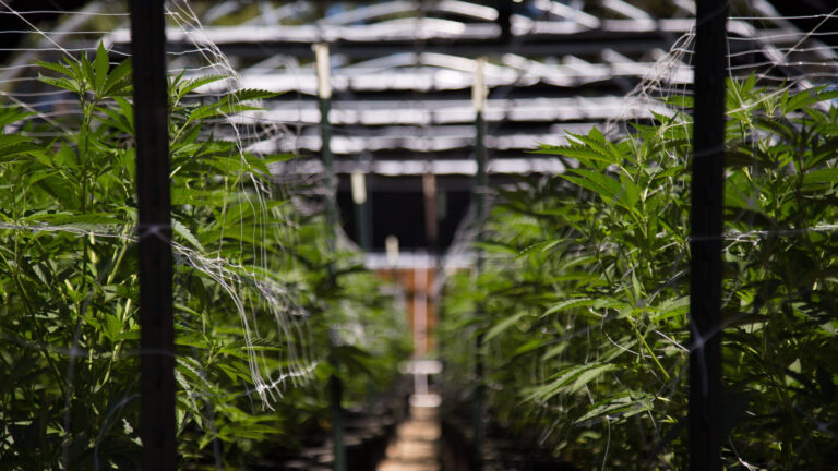 California decomisa más de 63 mil libras de cannabis ilegal en tres meses