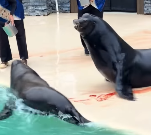 PETA pide investigar a SeaWorld San Diego tras pelea entre leones marinos captada en video