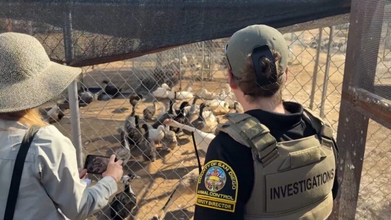 Rescatan más de 820 aves y dos perros de una propiedad en Valley Center