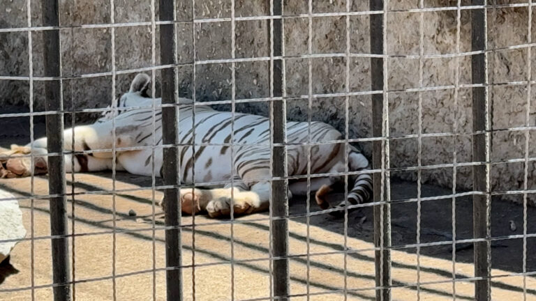 Cierran zoologico del Parque Morelos de Tijuana, reubicaran 160 animales
