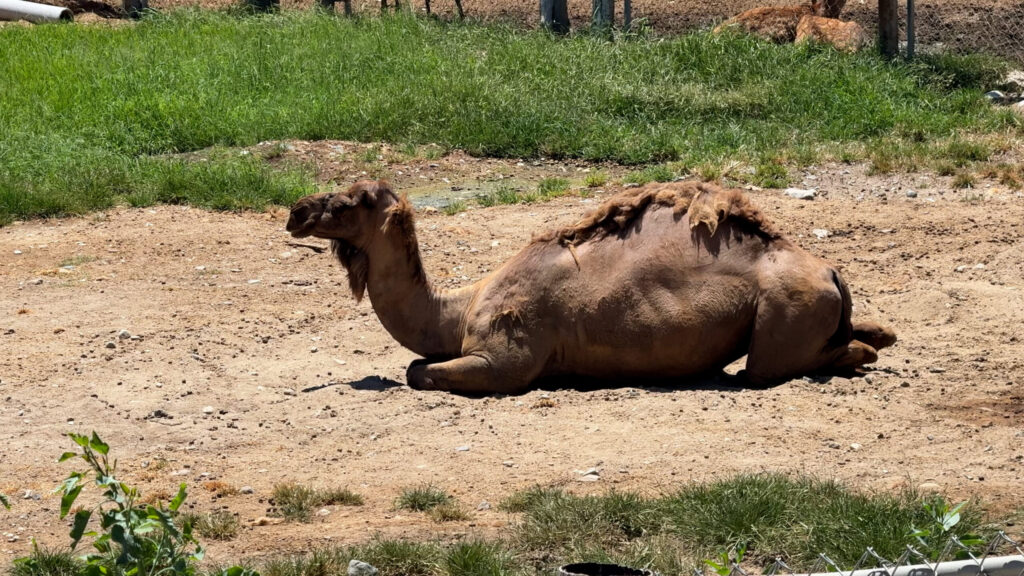 llama