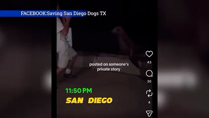 Investigan presunto ataque contra un león marino en La Jolla captado en video