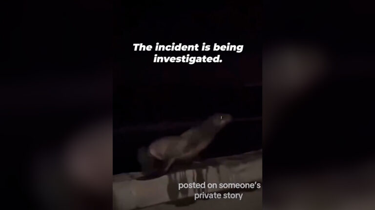 Autoridades investigan agresión contra un león marino en La Jolla Cove