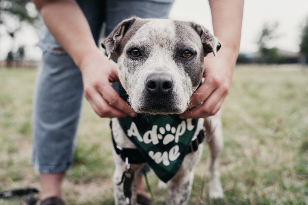 Perros grandes esperan más tiempo por un hogar; lanzan llamado nacional para recibir familias temporales