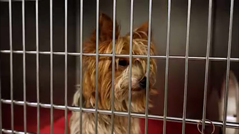 San Diego Humane Society recibe 21 perros tras ayudar a dueños que ya no podían cuidarlos