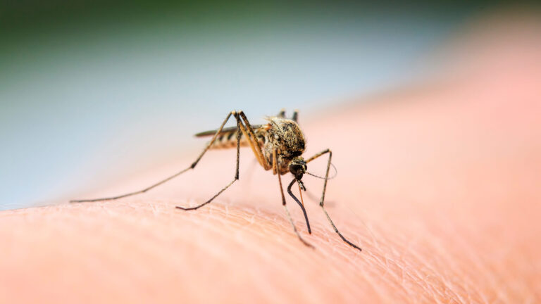 Cuarto caso de virus del Nilo Occidental en San Diego activa alerta de salud pública