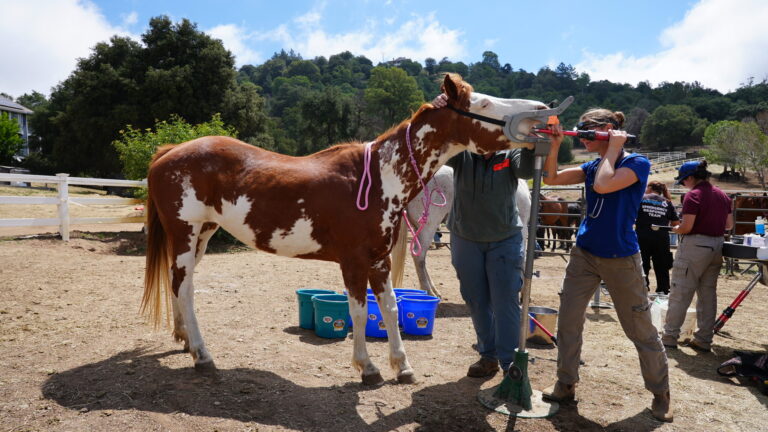 Caballos encuentran una segunda oportunidad después de operación de rescate masiva