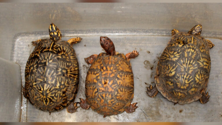 Mujer de Tijuana enfrenta cargos federales por presunto tráfico de reptiles en la frontera