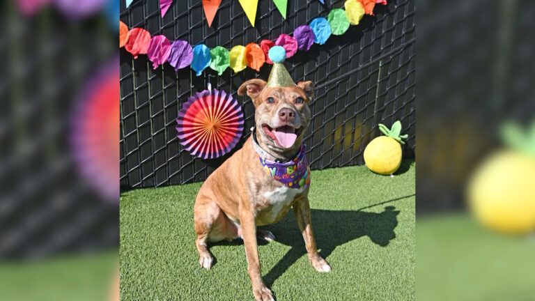 Hashbrown, un perro ciego que lleva 18 meses esperando una familia, busca hogar en San Diego
